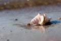 Seashell Royalty Free Stock Photo