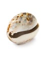 Seashell Royalty Free Stock Photo