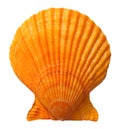 Seashell