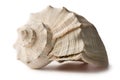 Seashell Royalty Free Stock Photo