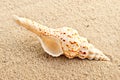 Seashell. Royalty Free Stock Photo