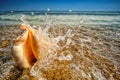 Seashell Royalty Free Stock Photo