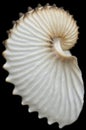 Seashell Royalty Free Stock Photo
