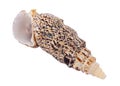 Seashell Royalty Free Stock Photo