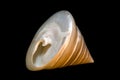 Seashell Royalty Free Stock Photo