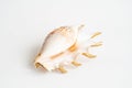 Seashell aesthetic. Minimalistic still life of sea shell Royalty Free Stock Photo