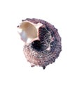 Seashell angaria delphinus isolated on a white background. Spiral shell. Close up. Macro.