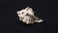 Seashell with appendages on a black background Royalty Free Stock Photo