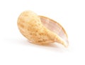 Seashell Royalty Free Stock Photo