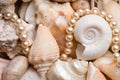 Seashell background