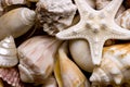 Seashell background