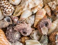 Seashell background, lots of different seashells piled together.