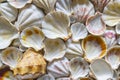 Seashell background, lots of different seashells piled together.Selective focus