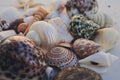 Seashell background. Lots of different seashells piled together. Seashells collection. Closeup view of many different seashells. Royalty Free Stock Photo