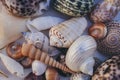 Seashell background. Lots of different seashells piled together. Seashells collection. Closeup view of many different seashells. Royalty Free Stock Photo