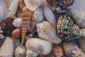 Seashell background. Lots of different seashells piled together. Seashells collection. Closeup view of many different seashells. Royalty Free Stock Photo