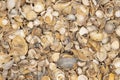 Seashell background, lots of different seashells piled together. Royalty Free Stock Photo