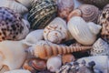 Seashell background. Lots of different seashells piled together. Seashells collection. Closeup view of many different seashells. Royalty Free Stock Photo