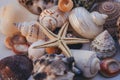 Seashell background. Lots of different seashells piled together. Seashells collection. Closeup view of many different seashells. Royalty Free Stock Photo