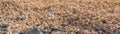 Seashell background, lots of seashells at the beach, Cape Verde, panorama Royalty Free Stock Photo