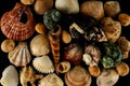 Seashell background texture Royalty Free Stock Photo