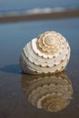 Seashell on the Beach