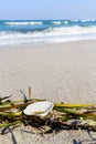 Seashell on the beach