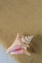 Seashell on beach Royalty Free Stock Photo