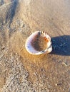 seashell Royalty Free Stock Photo