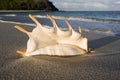 Seashell on a beach in Fiji Royalty Free Stock Photo