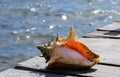 Seashell at the beach Holiday summer Mexico