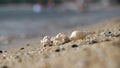 Seashell on the beach