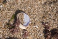 seashell on the beach sand Royalty Free Stock Photo