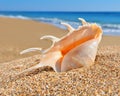 Seashell on a beach sand Royalty Free Stock Photo