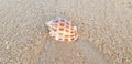 Seashell Royalty Free Stock Photo