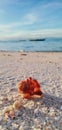 Seashell beach sand sea Royalty Free Stock Photo