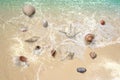 Seashell on beach sand on sea water wave splash leisure nature background Royalty Free Stock Photo