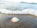 Seashell beach sand and sea waves. Royalty Free Stock Photo