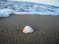 seashell beach sand and sea waves. Royalty Free Stock Photo