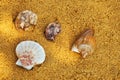 Seashell Beach sand Sunlights background Royalty Free Stock Photo