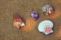 Seashell Beach sand Sunlights background Royalty Free Stock Photo