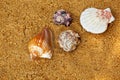 Seashell Beach sand Sunlights background Royalty Free Stock Photo