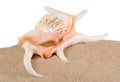 Seashell in beach sand on a white