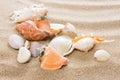 Seashell on the beach. Summer background with hot sand Royalty Free Stock Photo