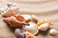 Seashell on the beach. Summer background with hot sand Royalty Free Stock Photo