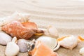 Seashell on the beach. Summer  background with hot sand Royalty Free Stock Photo