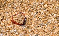 On a seashell beach, there is a heart-shaped box filled with shell fragments. Royalty Free Stock Photo