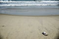 Seashell on a beach with waves in the background