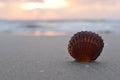 Tropical beach sea shell at sunset Royalty Free Stock Photo