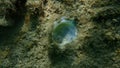 Seashell of bivalve mollusc Chama circinata undersea, Aegean Sea